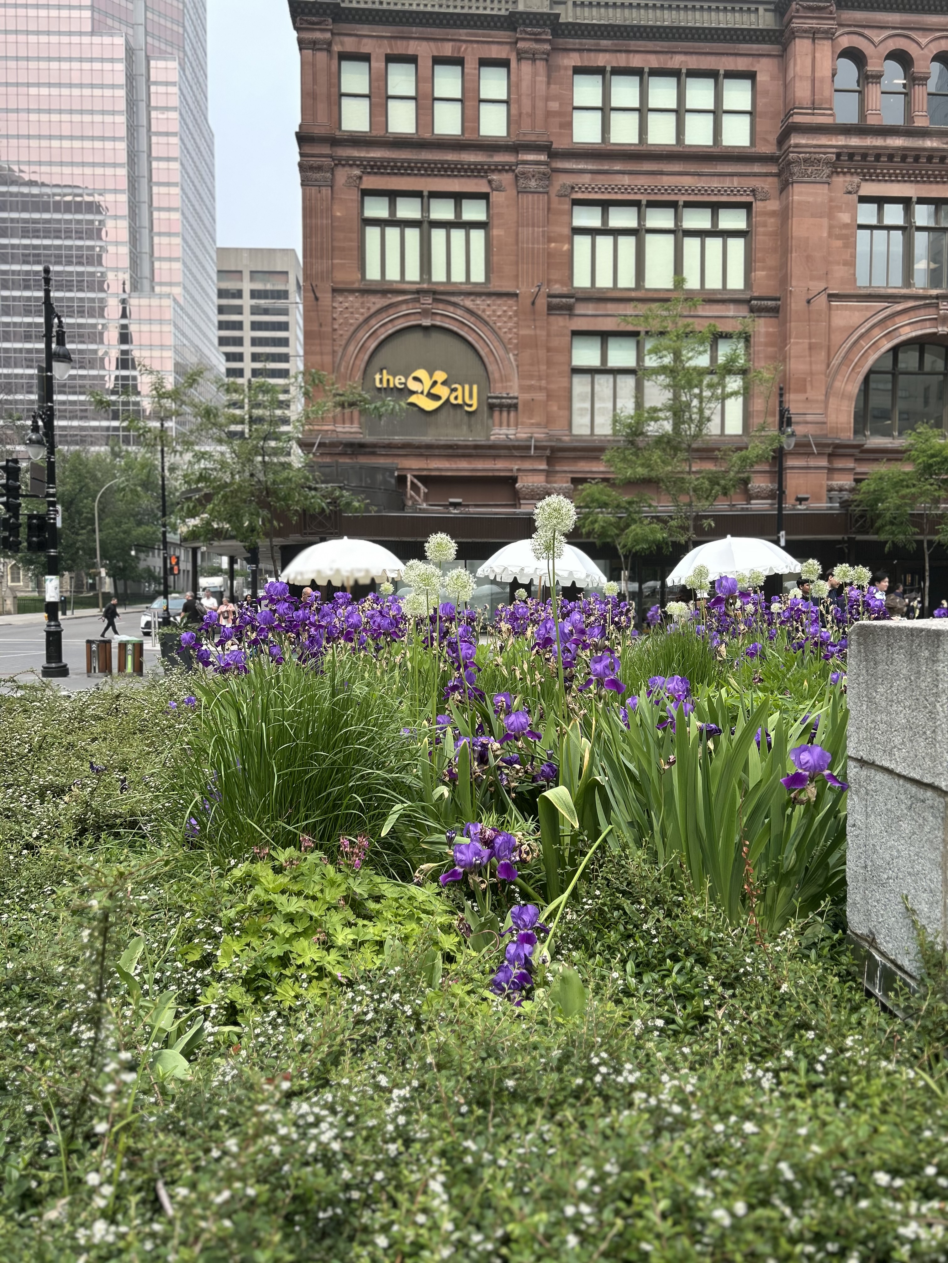Iris garden in front of The Bay in Montreal